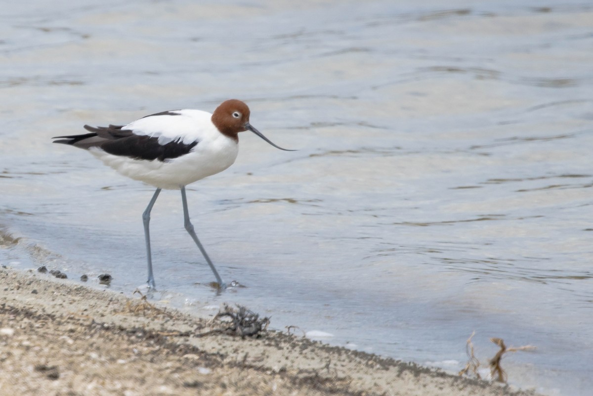 brunhodeavosett - ML645214588