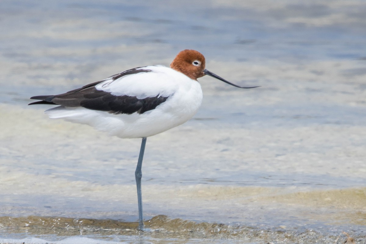 brunhodeavosett - ML645214589