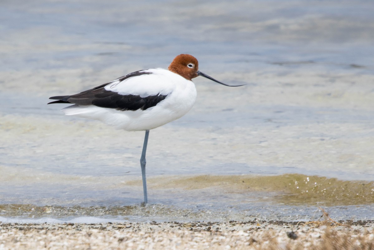 brunhodeavosett - ML645214590