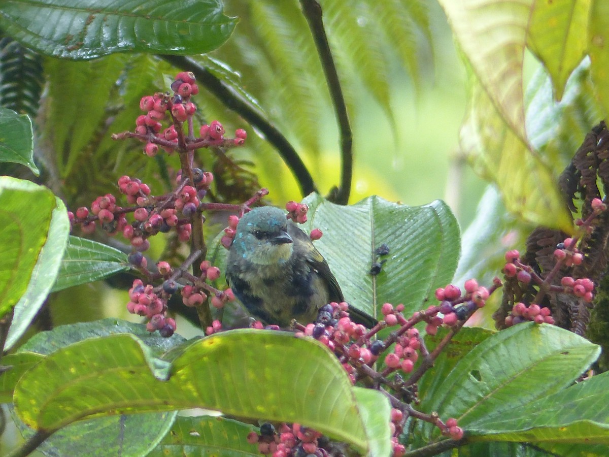 Танагра блакитношия - ML645214595