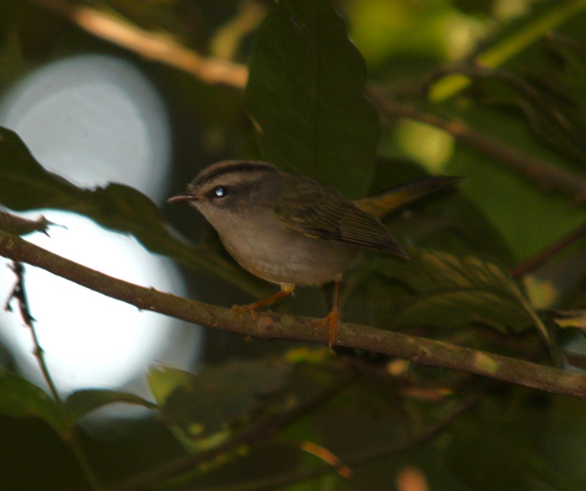 Golden-crowned Warbler - ML645214605