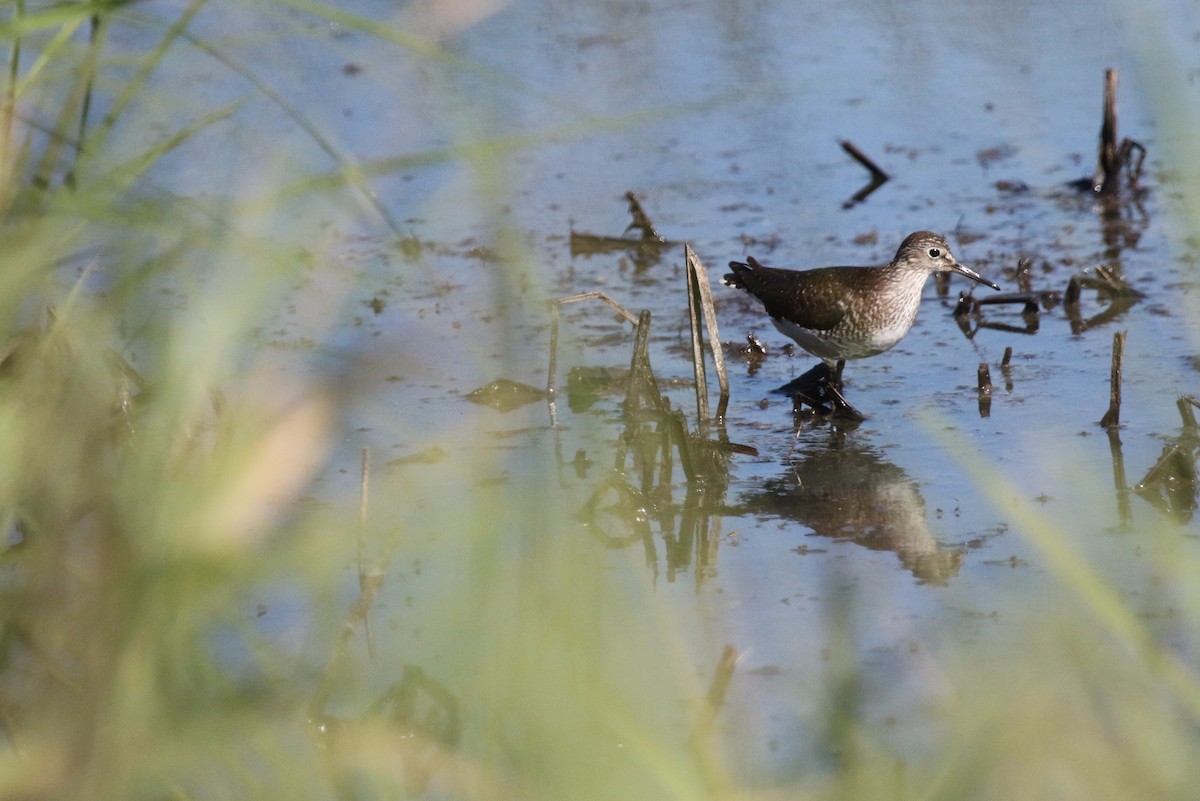 Solitary Sandpiper - ML64521461