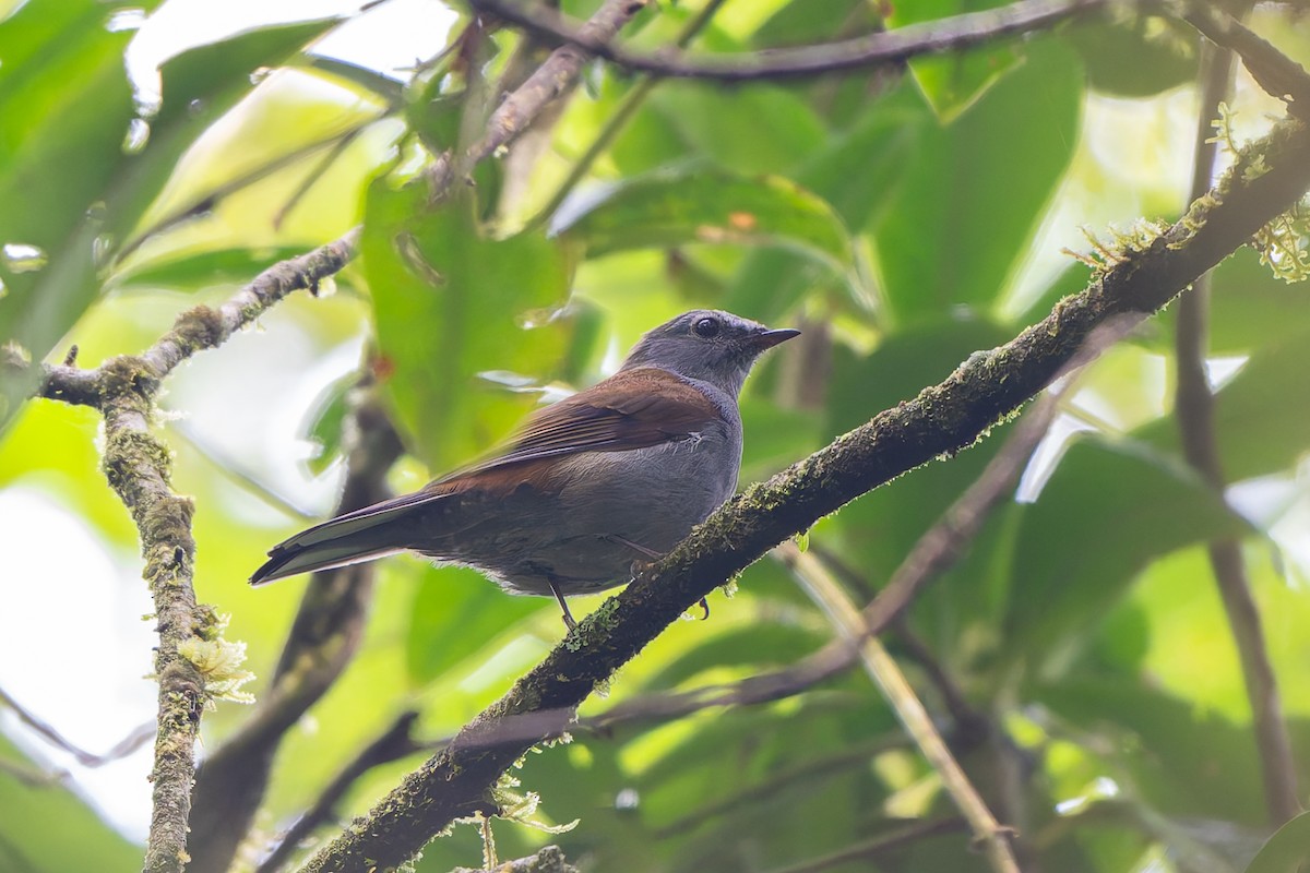 Andean Solitaire - ML645214612