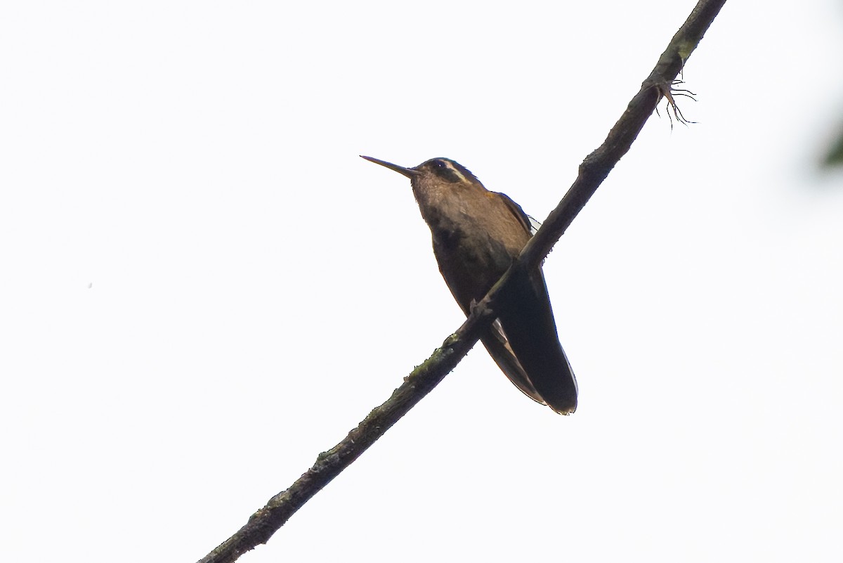 Speckled Hummingbird - ML645214615