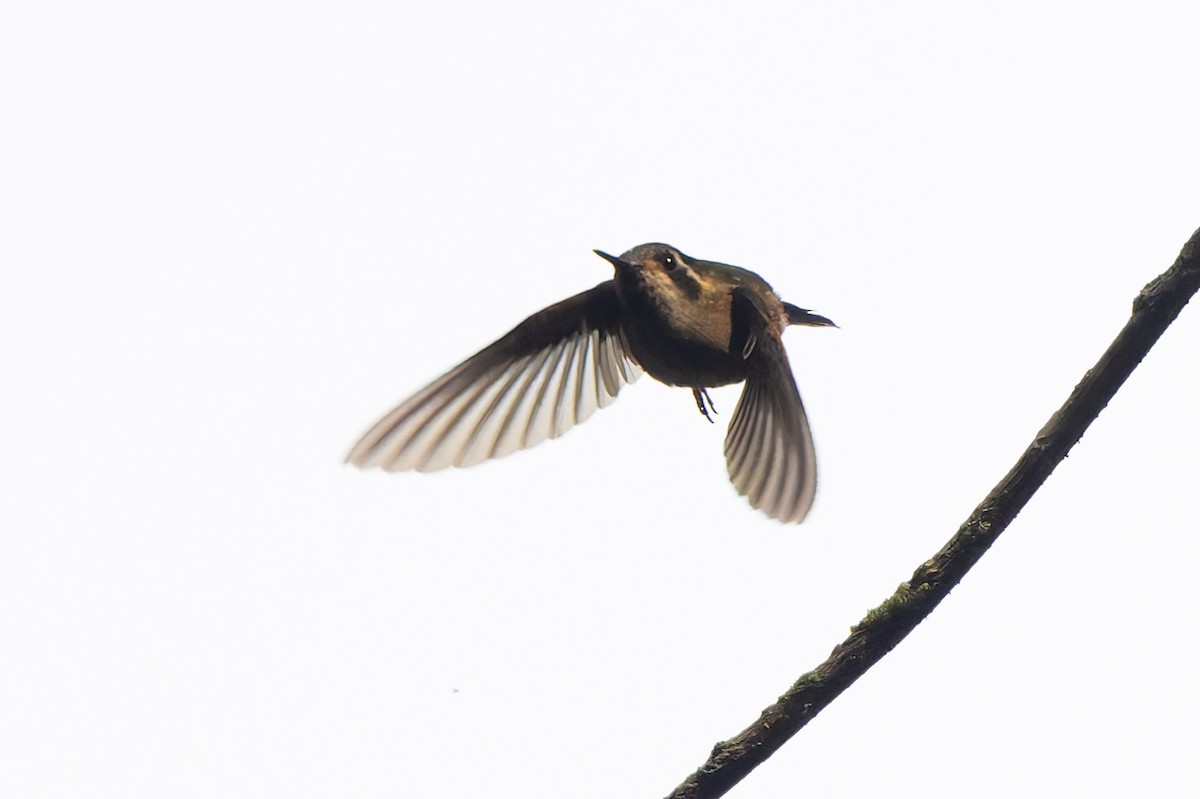 Speckled Hummingbird - ML645214616