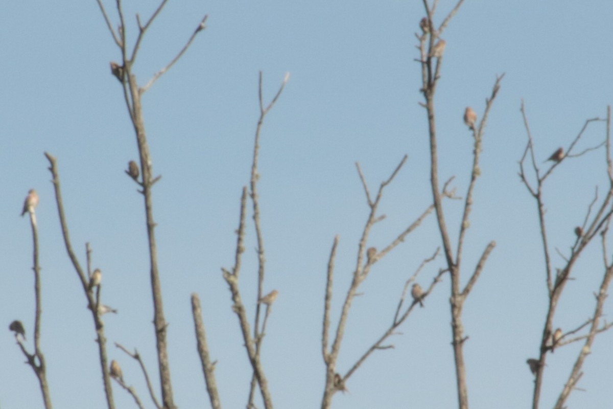 Redpoll - ML645214631