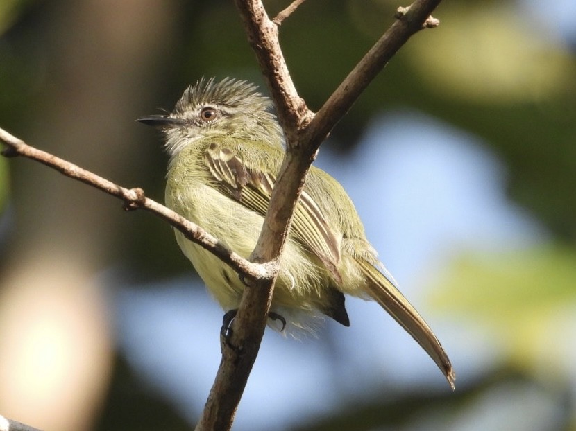 Gray-crowned Flatbill - ML645214632