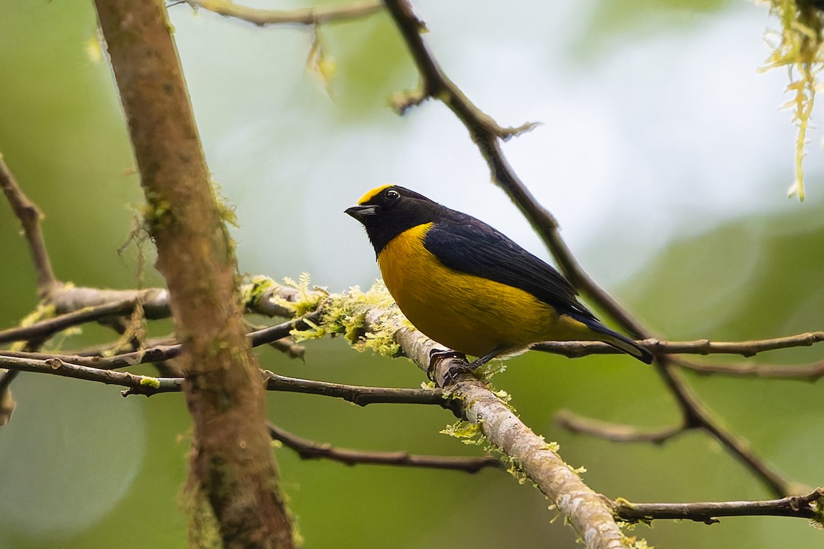 Orange-bellied Euphonia - ML645214637