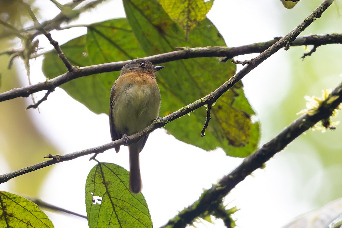 Rufous-breasted Flycatcher - ML645214645