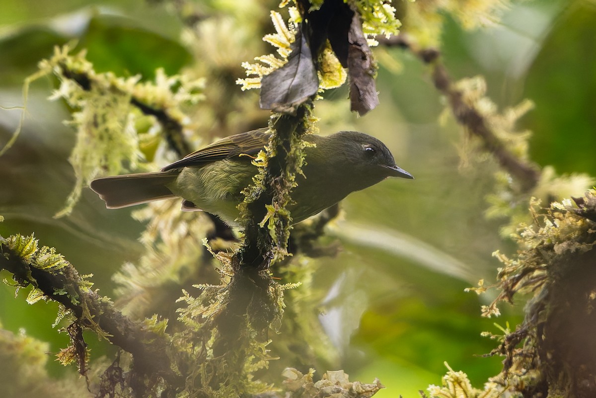 Streak-necked Flycatcher - ML645214648