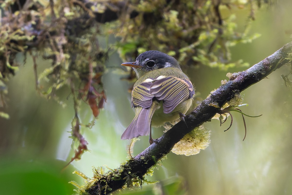 Variegated Bristle-Tyrant - ML645214651