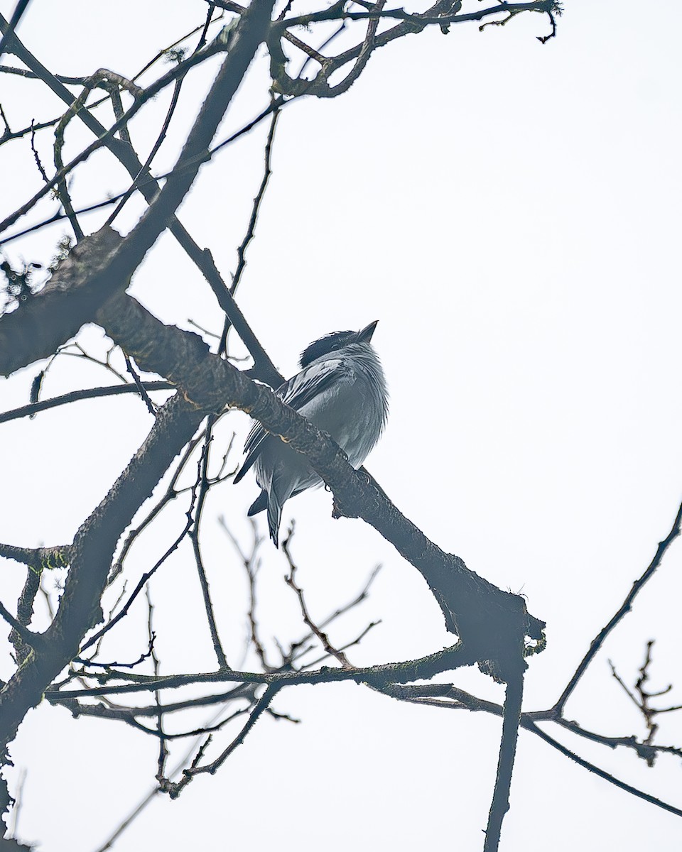 Orta Amerika Bekardı - ML645214661