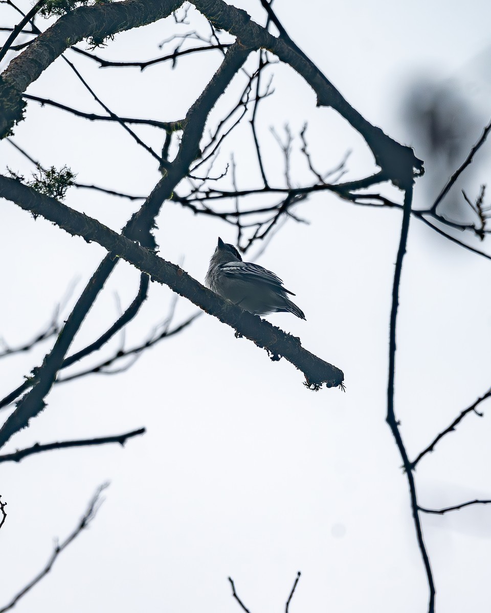 Orta Amerika Bekardı - ML645214662