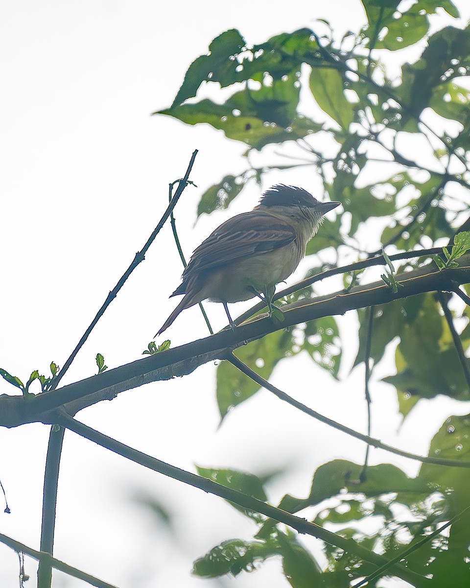 Orta Amerika Bekardı - ML645214663