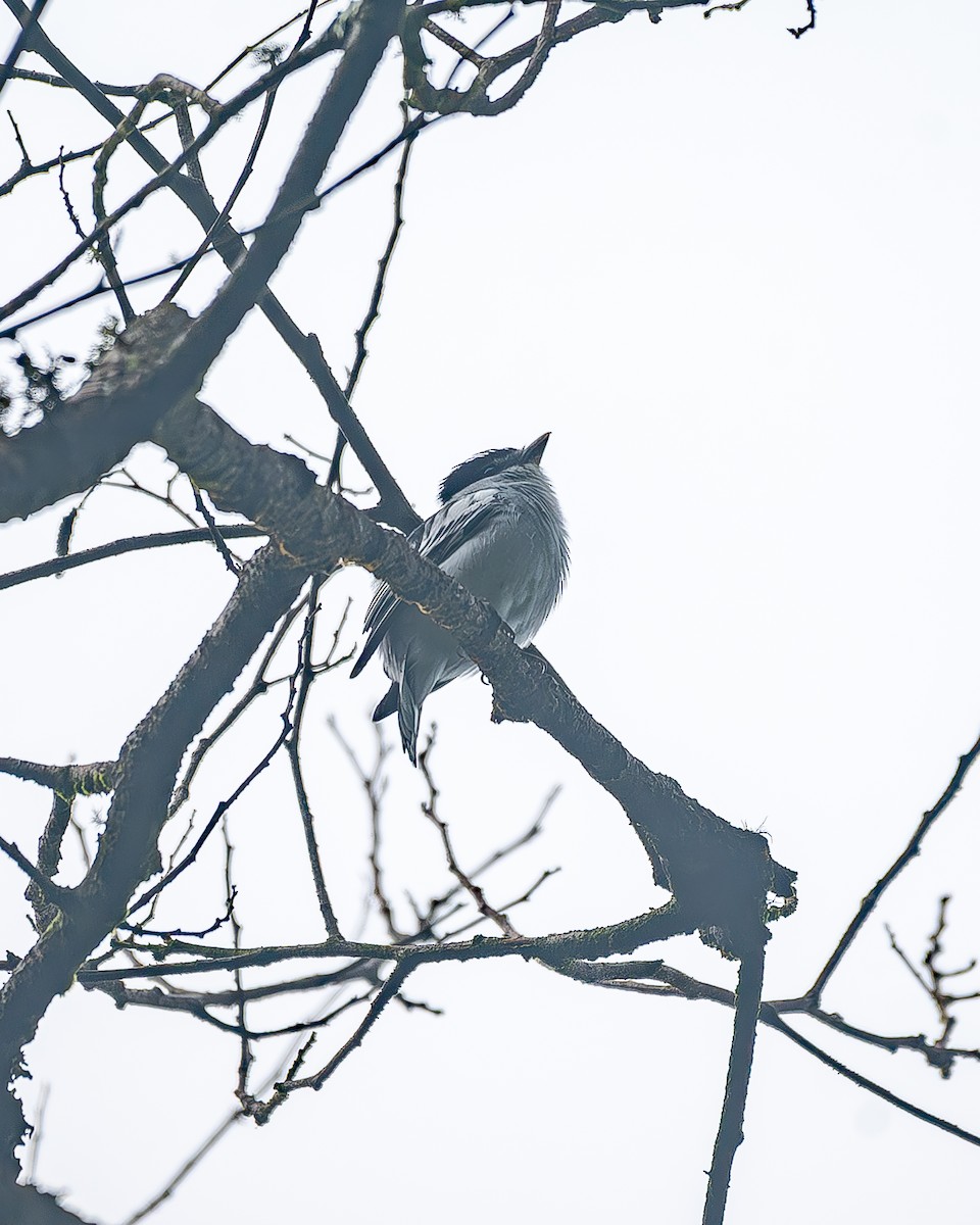 Orta Amerika Bekardı - ML645214664