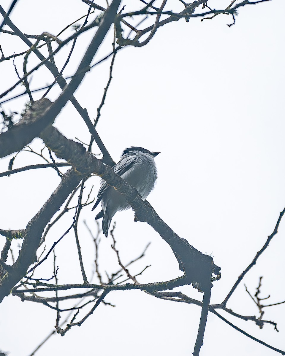 Gray-collared Becard - ML645214665