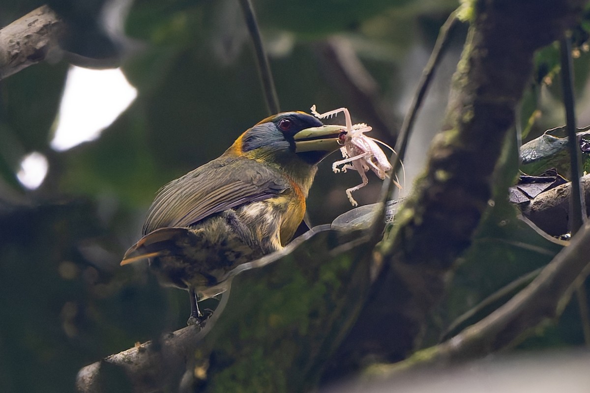 Red-headed Barbet - ML645214667