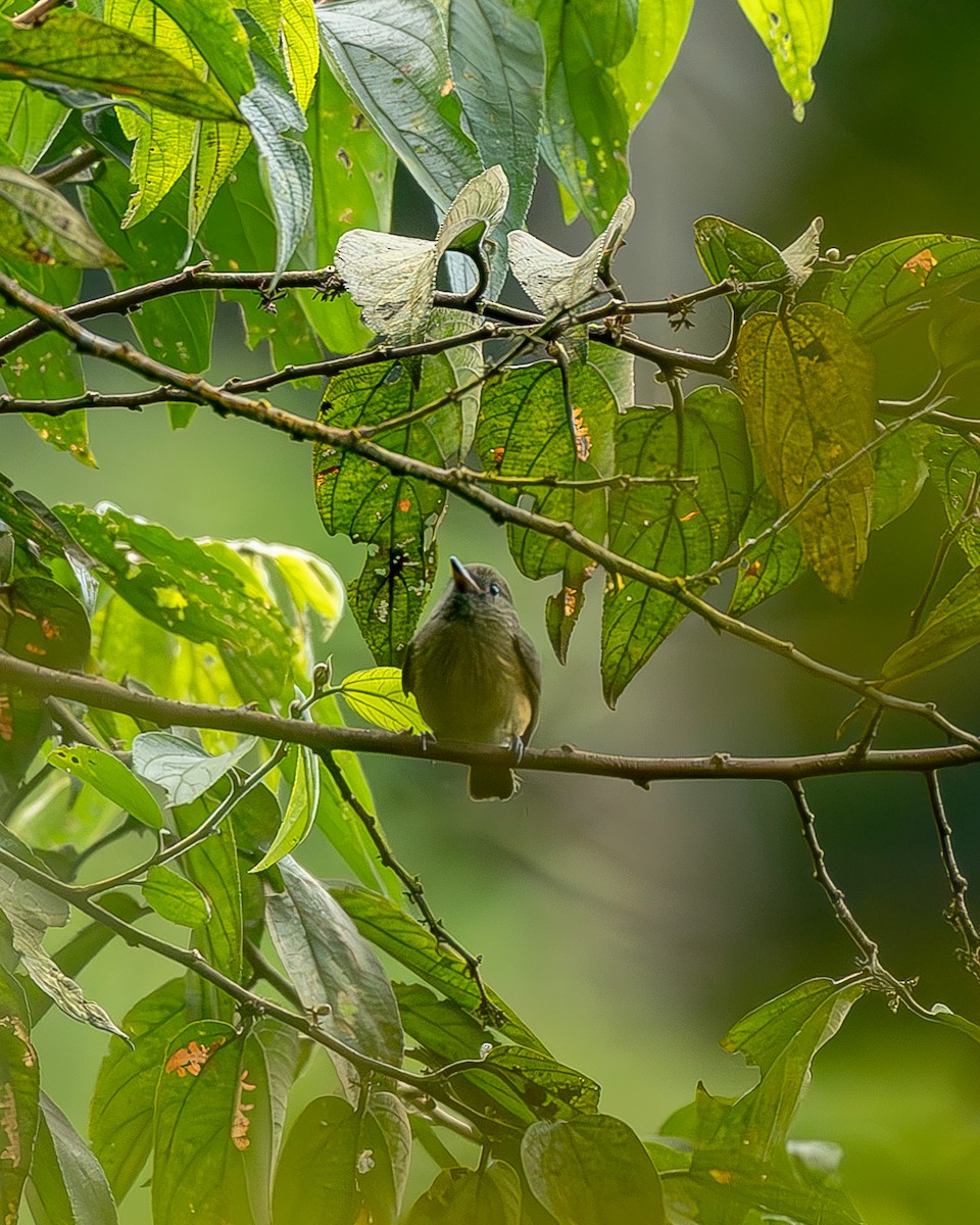 Ochre-bellied Flycatcher - ML645214677