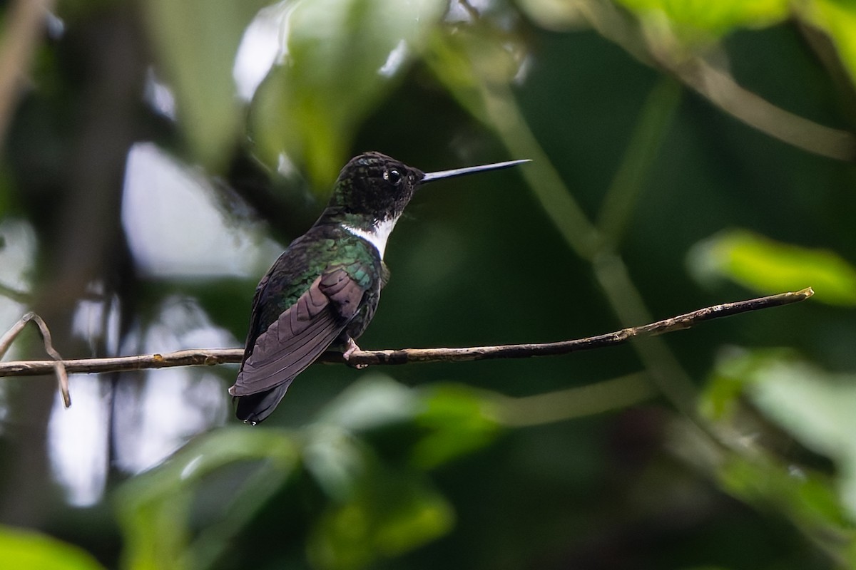 Collared Inca - ML645214678