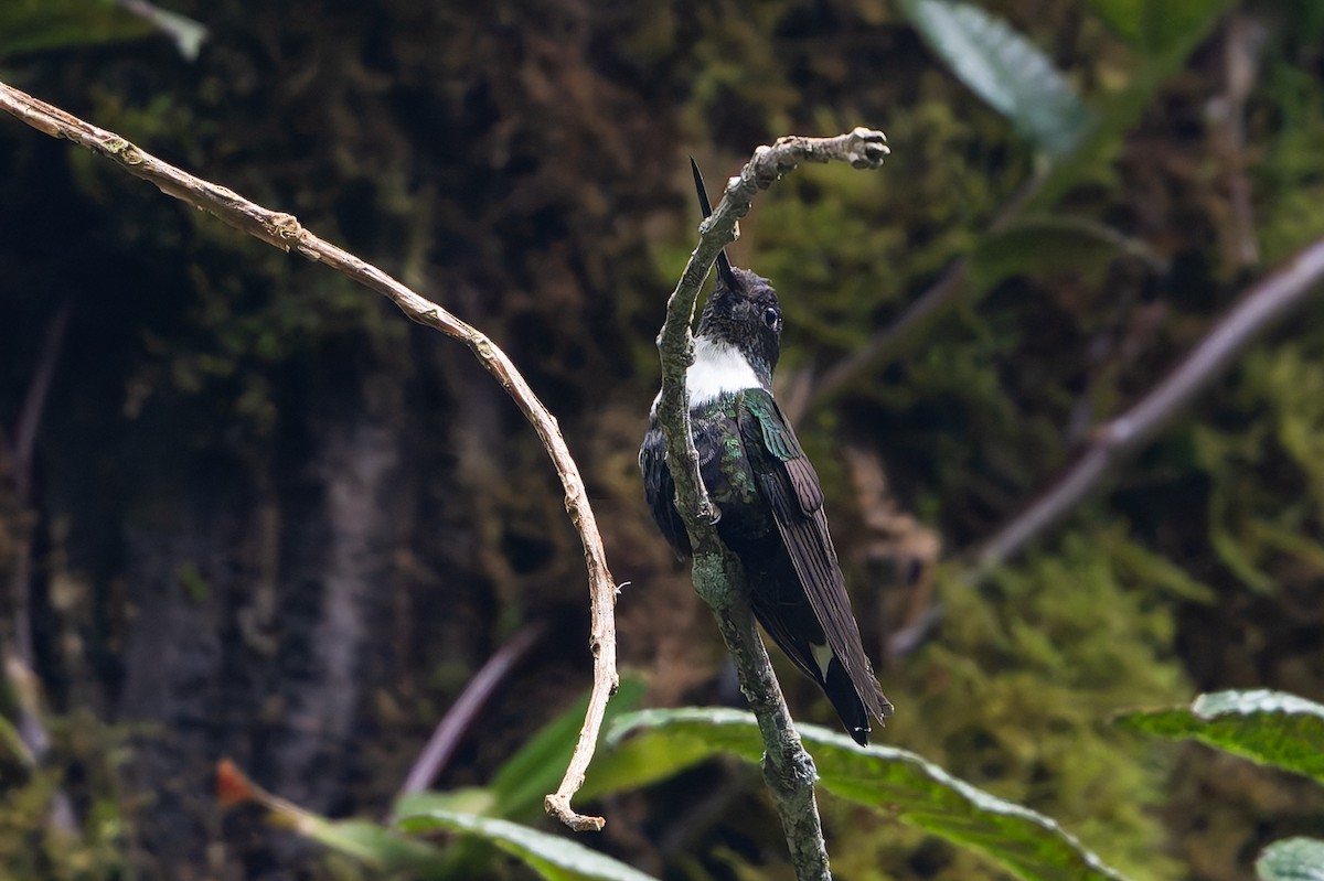 Collared Inca - ML645214679