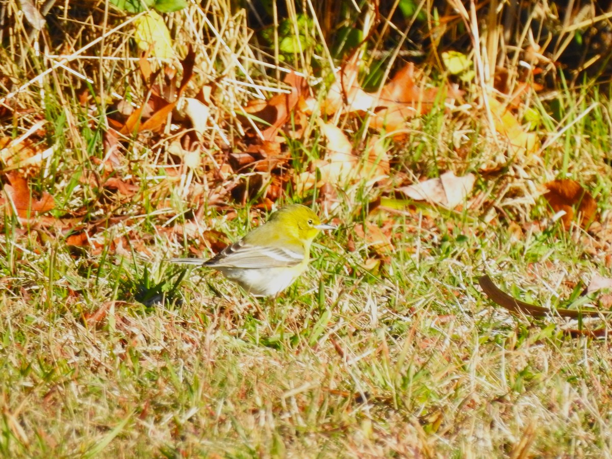 סבכון אורנים - ML645214683