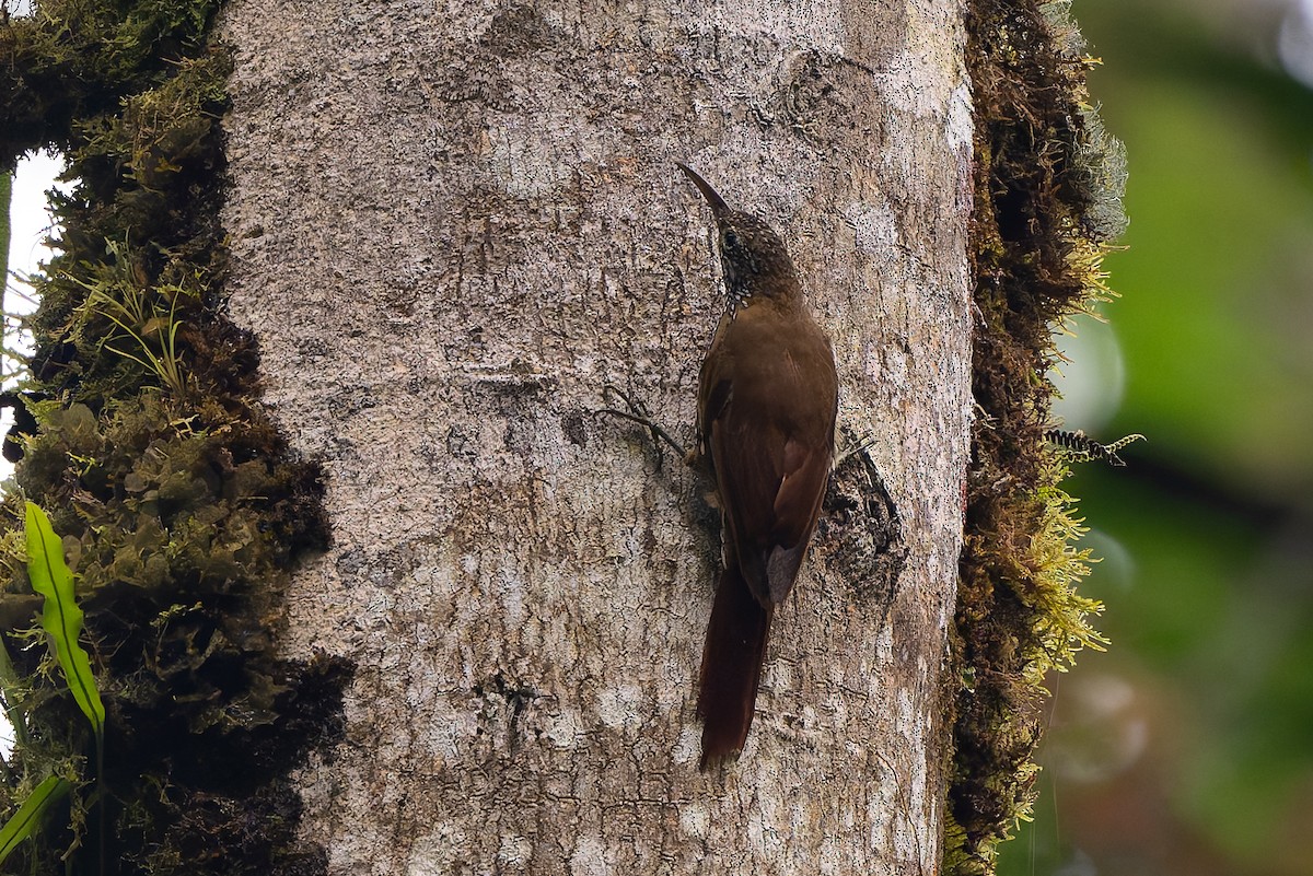 Montane Woodcreeper - ML645214684