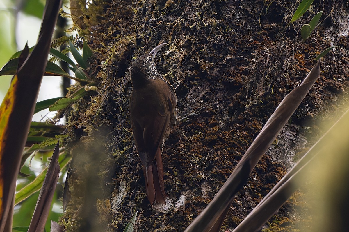 Montane Woodcreeper - ML645214685