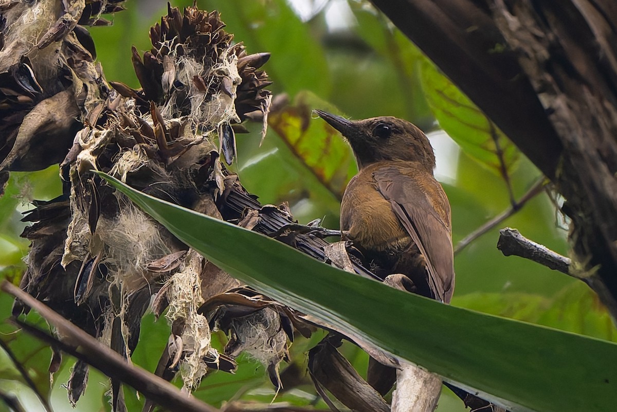 Smoky-brown Woodpecker - ML645214687