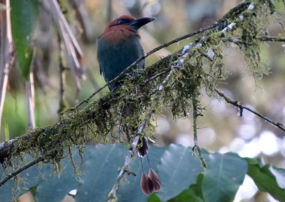 Broad-billed Motmot - ML645214688