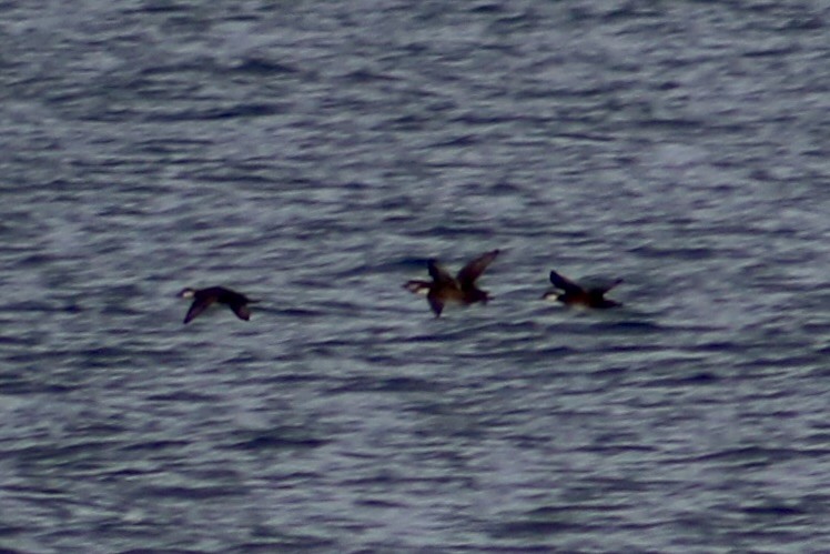 Black Scoter - ML645214689