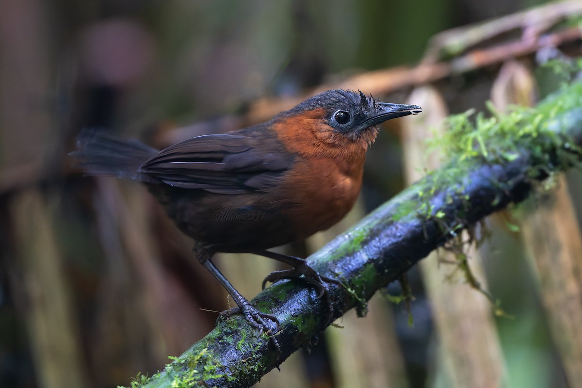Northern Chestnut-breasted Wren - ML645214702