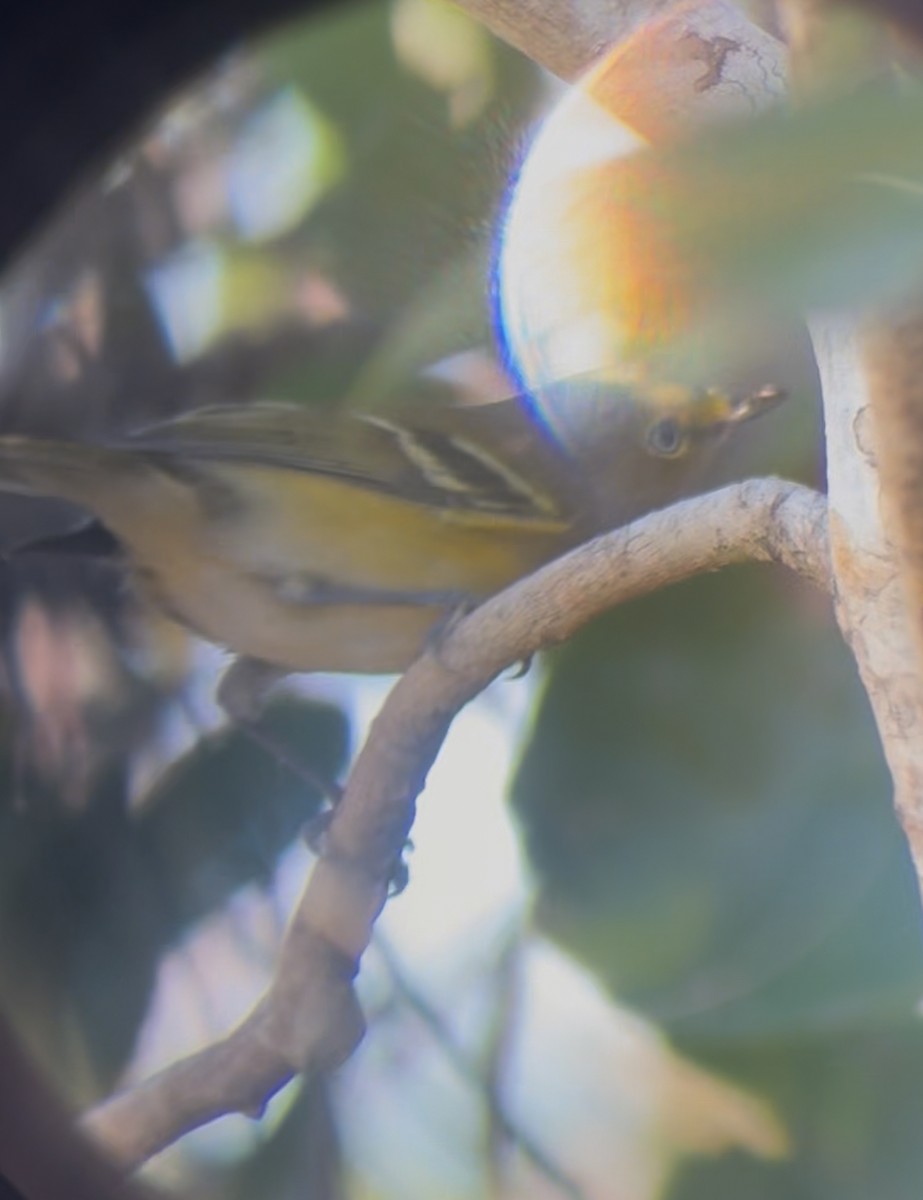 Weißaugenvireo - ML645214709