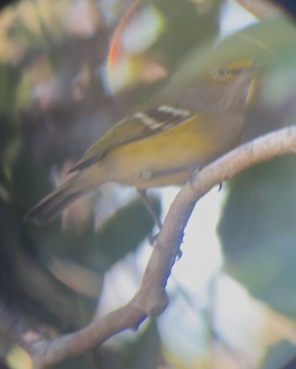 Weißaugenvireo - ML645214710