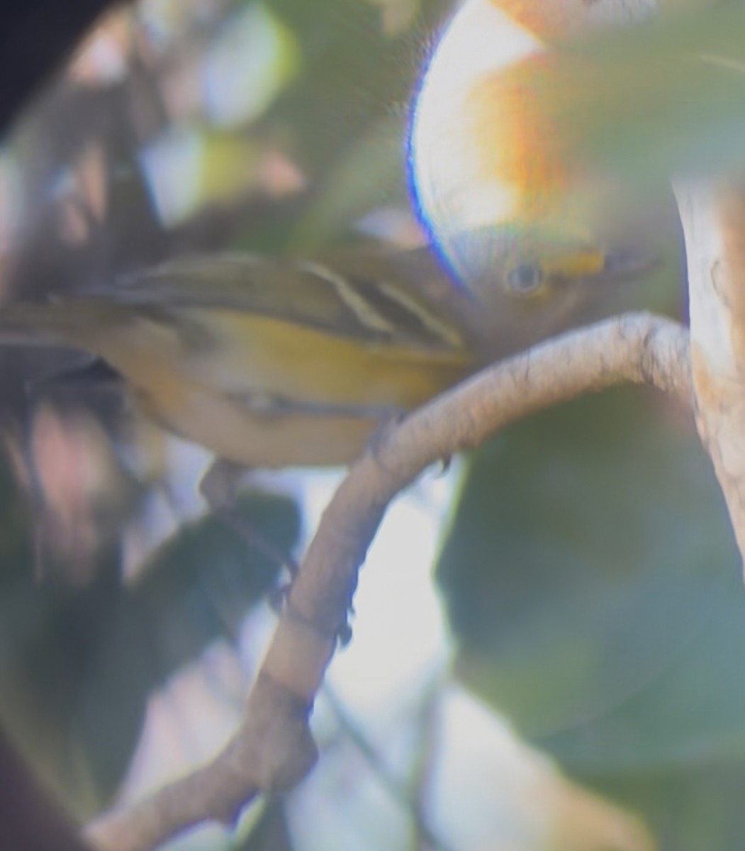 Weißaugenvireo - ML645214711