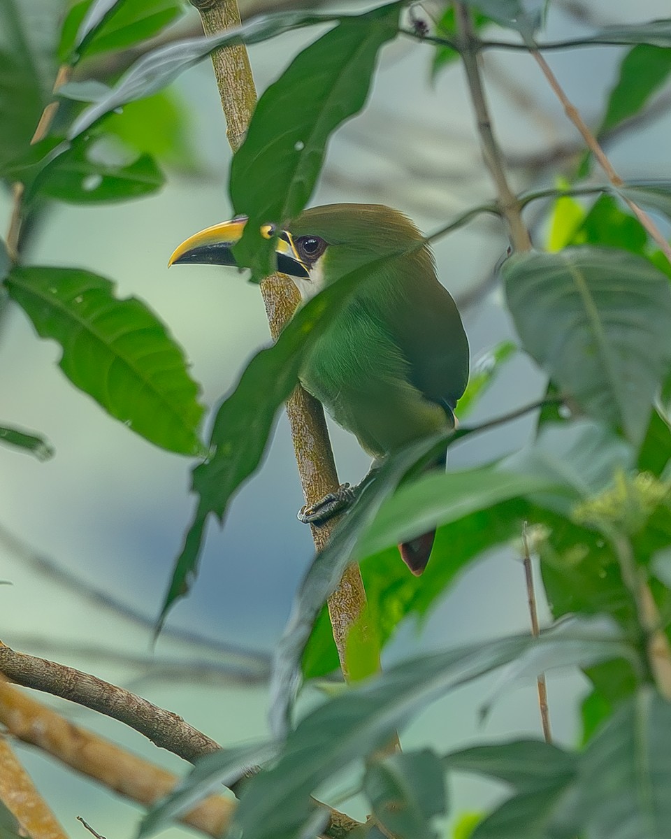 arassari smaragdový - ML645214716