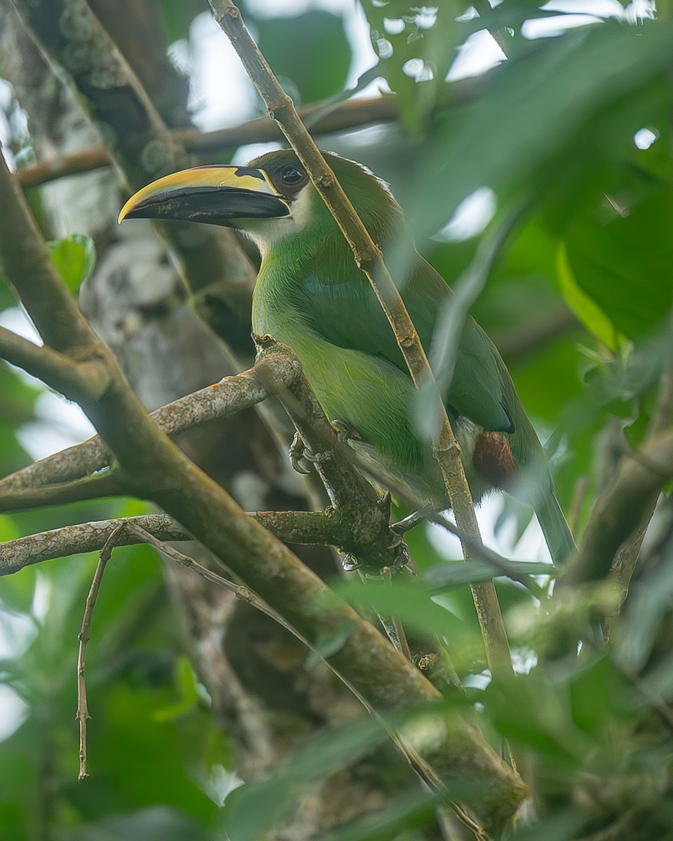 arassari smaragdový - ML645214718