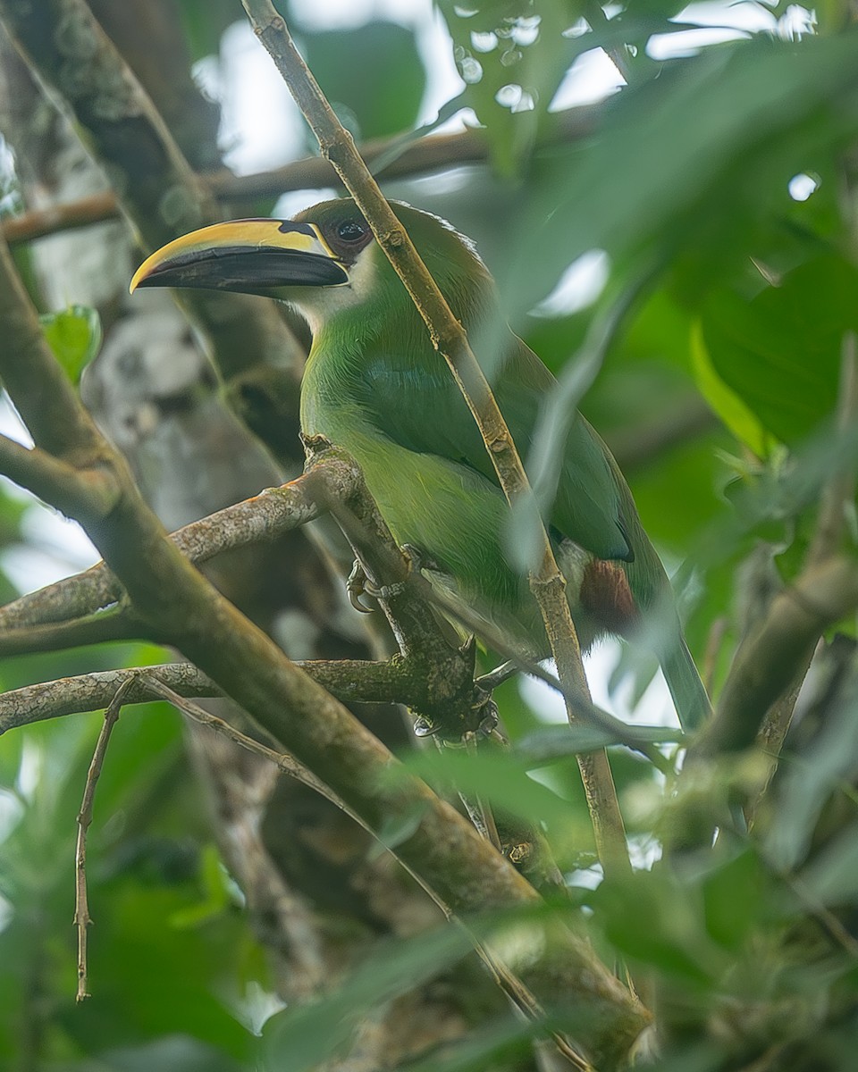 arassari smaragdový - ML645214720