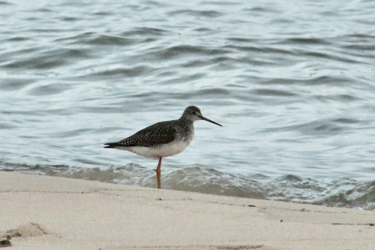 Greater Yellowlegs - ML645214722