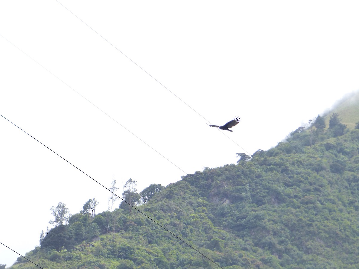 Turkey Vulture - ML645214723