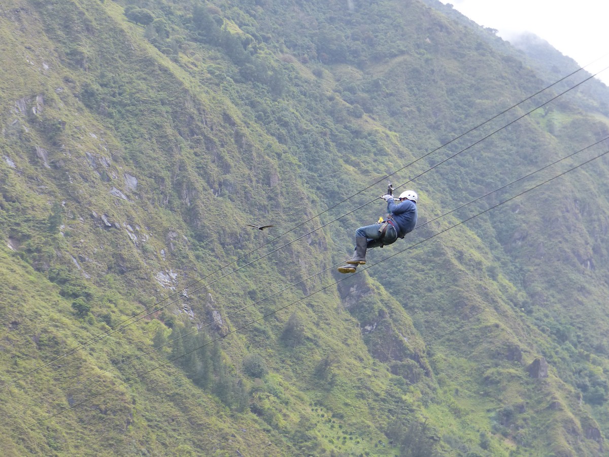 Turkey Vulture - ML645214724