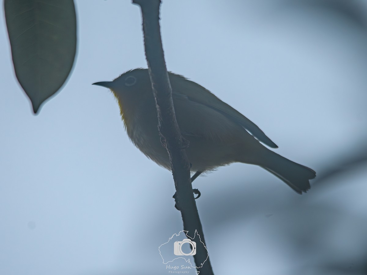 Indian White-eye - ML645214726