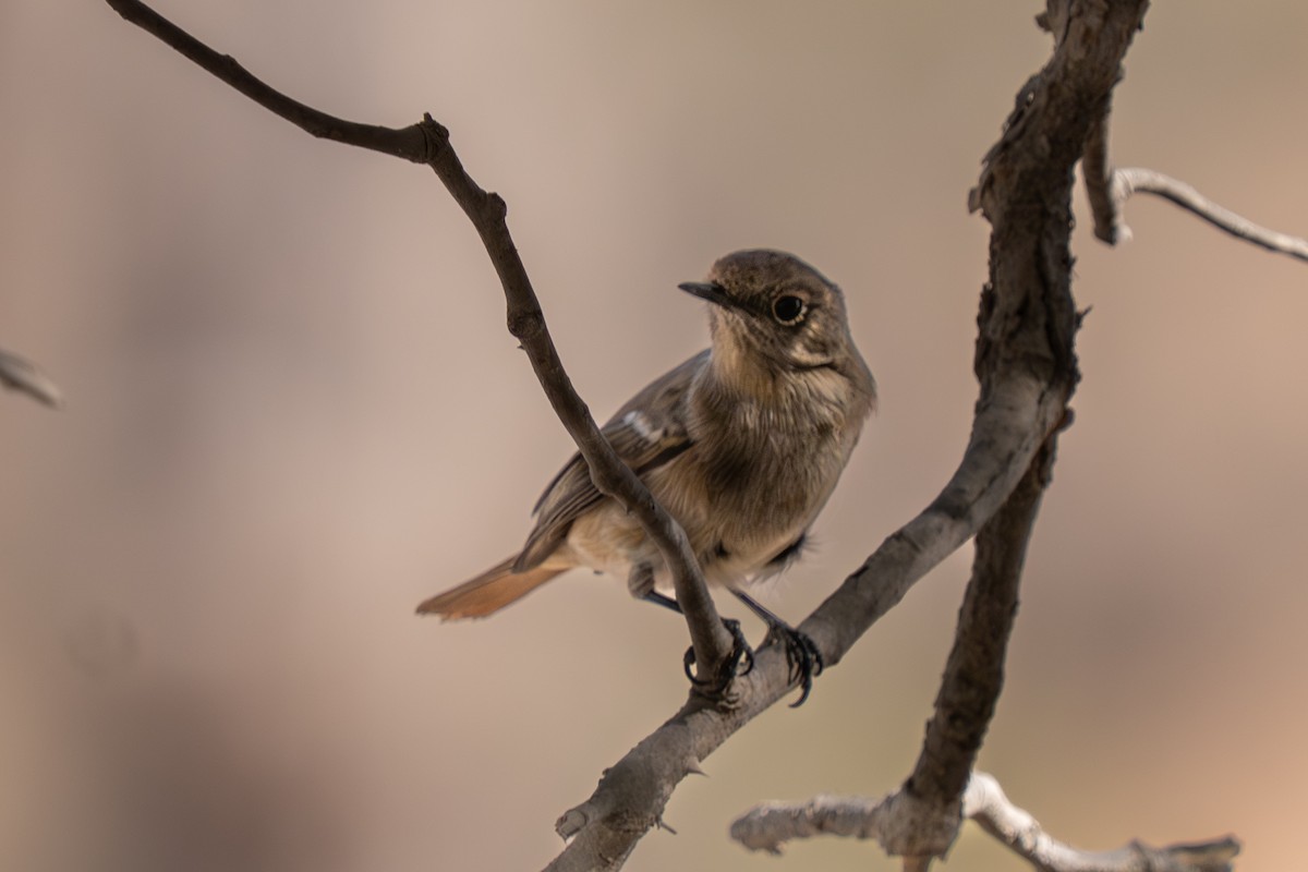 Rufous-backed Redstart - ML645214728