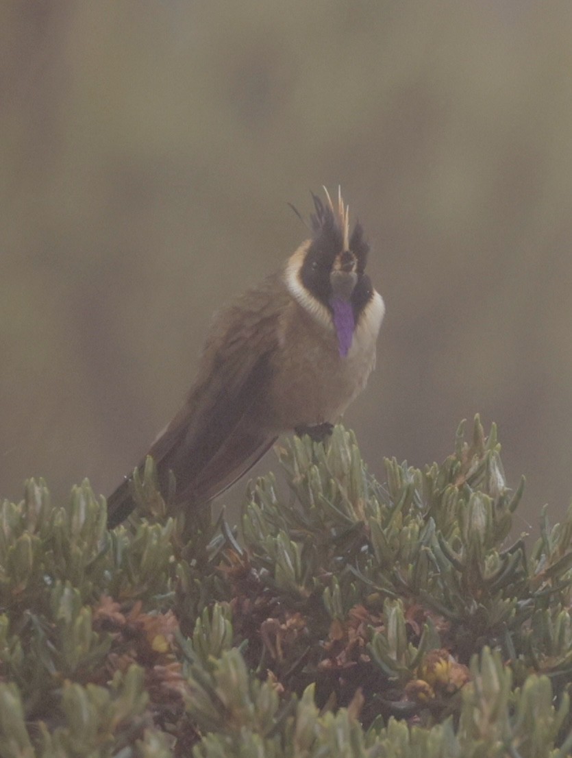 Buffy Helmetcrest - ML645214732