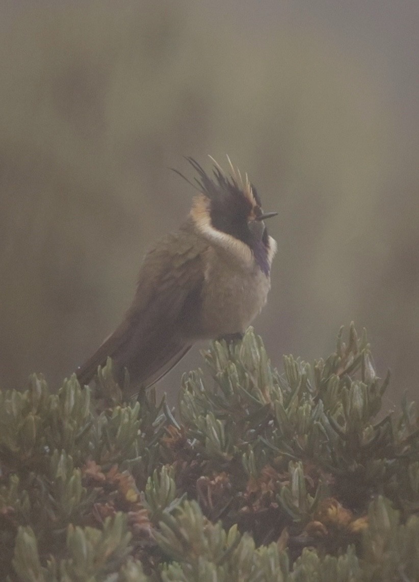 Buffy Helmetcrest - ML645214733