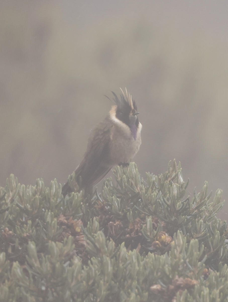 Buffy Helmetcrest - ML645214734