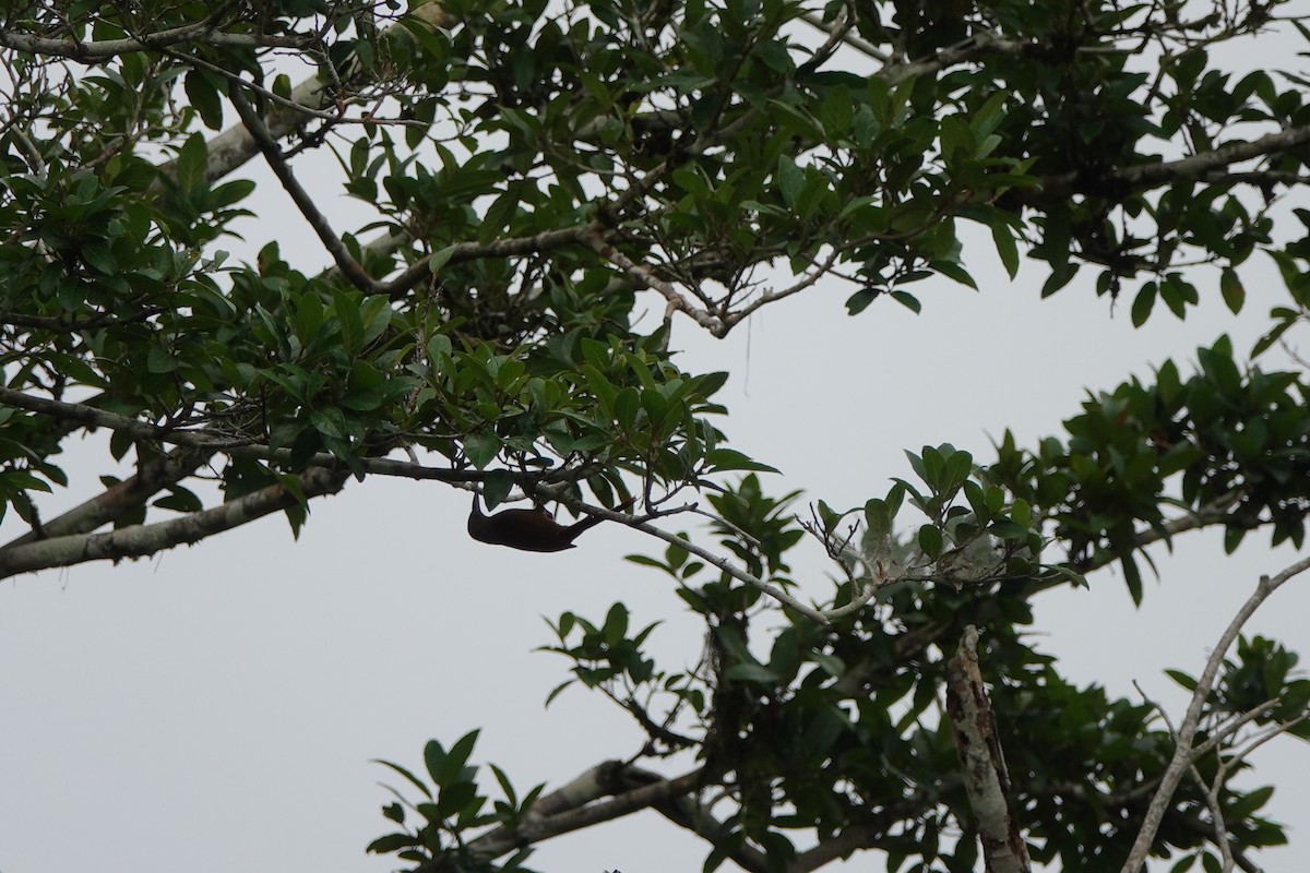 Grimpar à collier - ML645214735