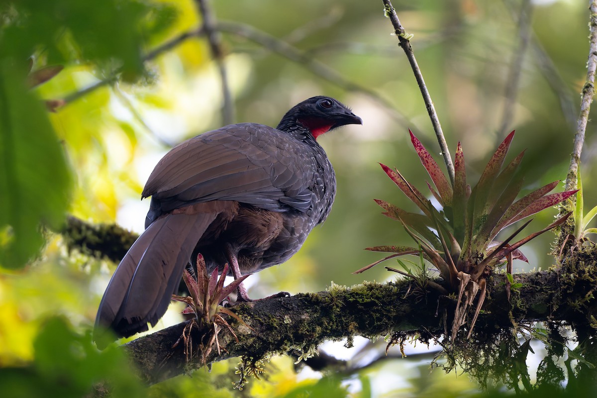 Cauca Guan - ML645214736