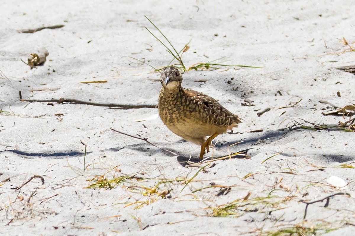 perepel rudooký - ML645214746