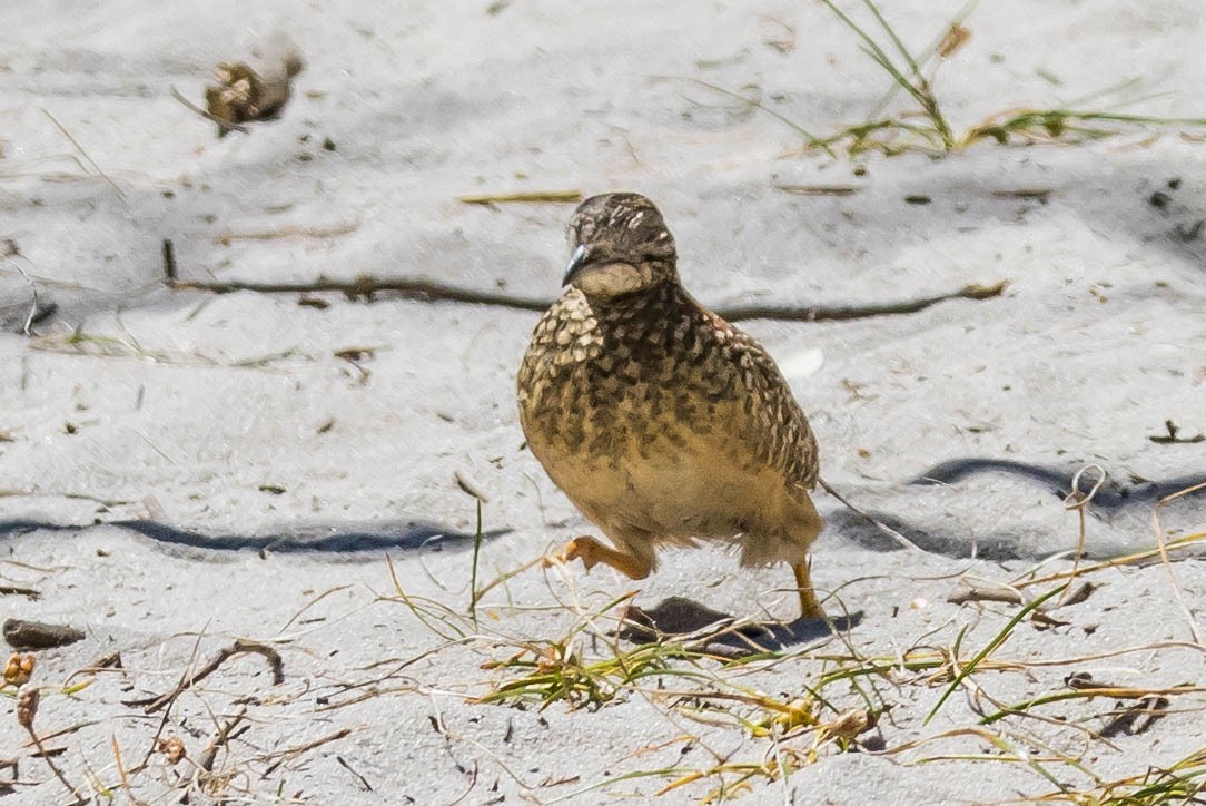 perepel rudooký - ML645214747