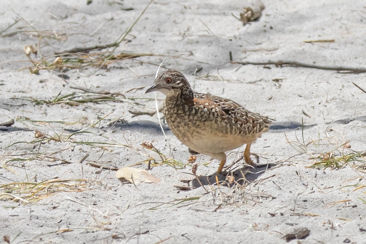 perepel rudooký - ML645214748